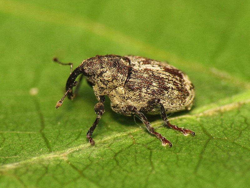 Curculionidae: Datonychus cfr. maurus